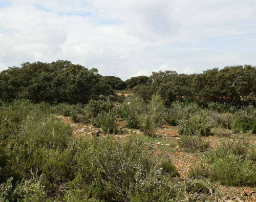 imagen de Finca para aguardos jabal&iacute; y corzo cerca de Talavera